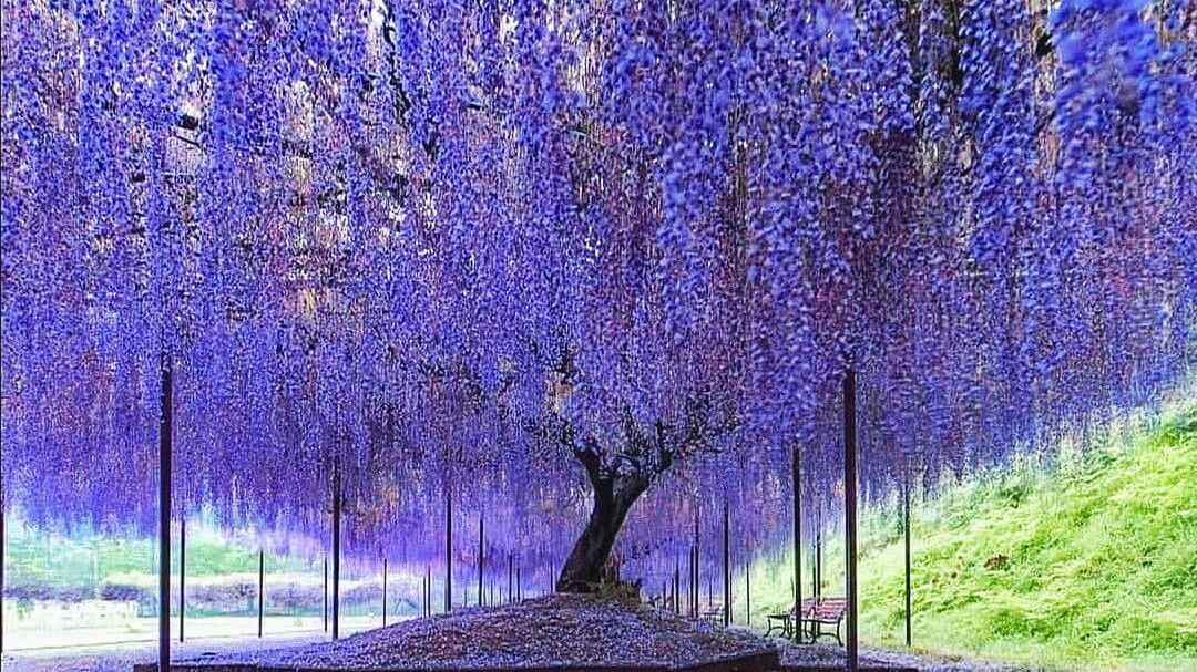 Japonia wiosną to najpiękniejsze miejsce na ziemi 1