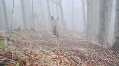 W kadrze fotopułapki. Fascynujące ujęcia z głębi lasu