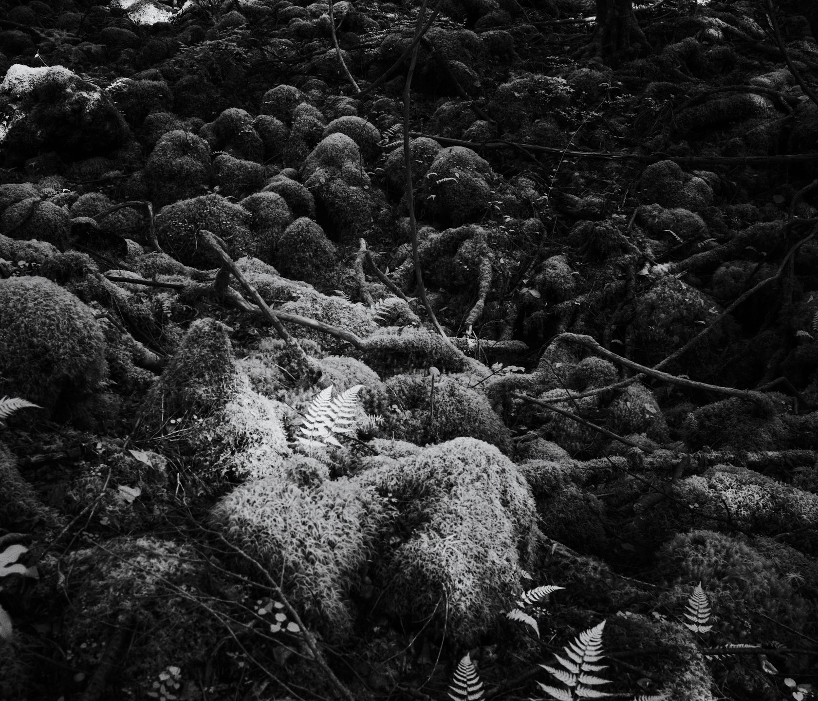 Tomasz Lazar opowiada o swojej podróży do Aokigahara - japońskiego lasu samobójców 10