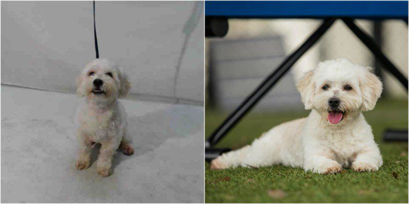 Zrób coś dobrego – sfotografuj psiaka w schronisku! O wpływie fotografii na adopcję zwierząt 7