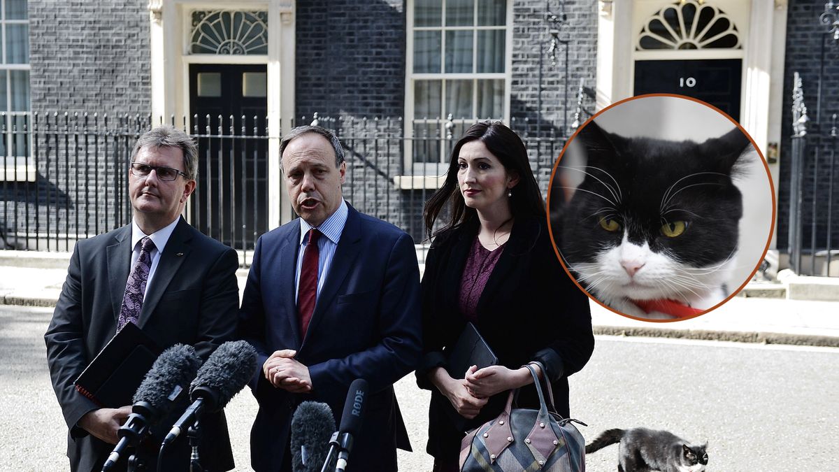 Kot Palmerston, emerytowanybrytyjski "urzędnik" w MSZ, przerywa 