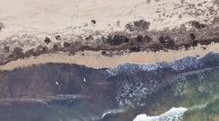 Niesamowite, co dzieje się w Mikoszewie. Można znaleźć największe okazy