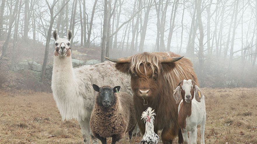 Stary MacInnis farmę miał, czyli piękne zdjęcia zwierząt hodowlanych 1