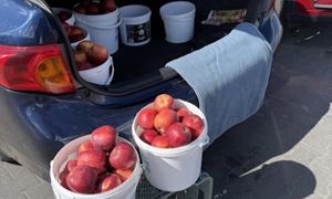 91-latek sprzedaje jabłka pod Kauflandem. "Jak sam mówi, pomaga córce"