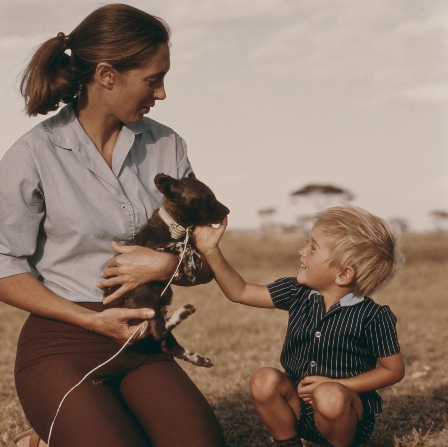 Jane Goodall i Hugo Eric Louis van Lawick 