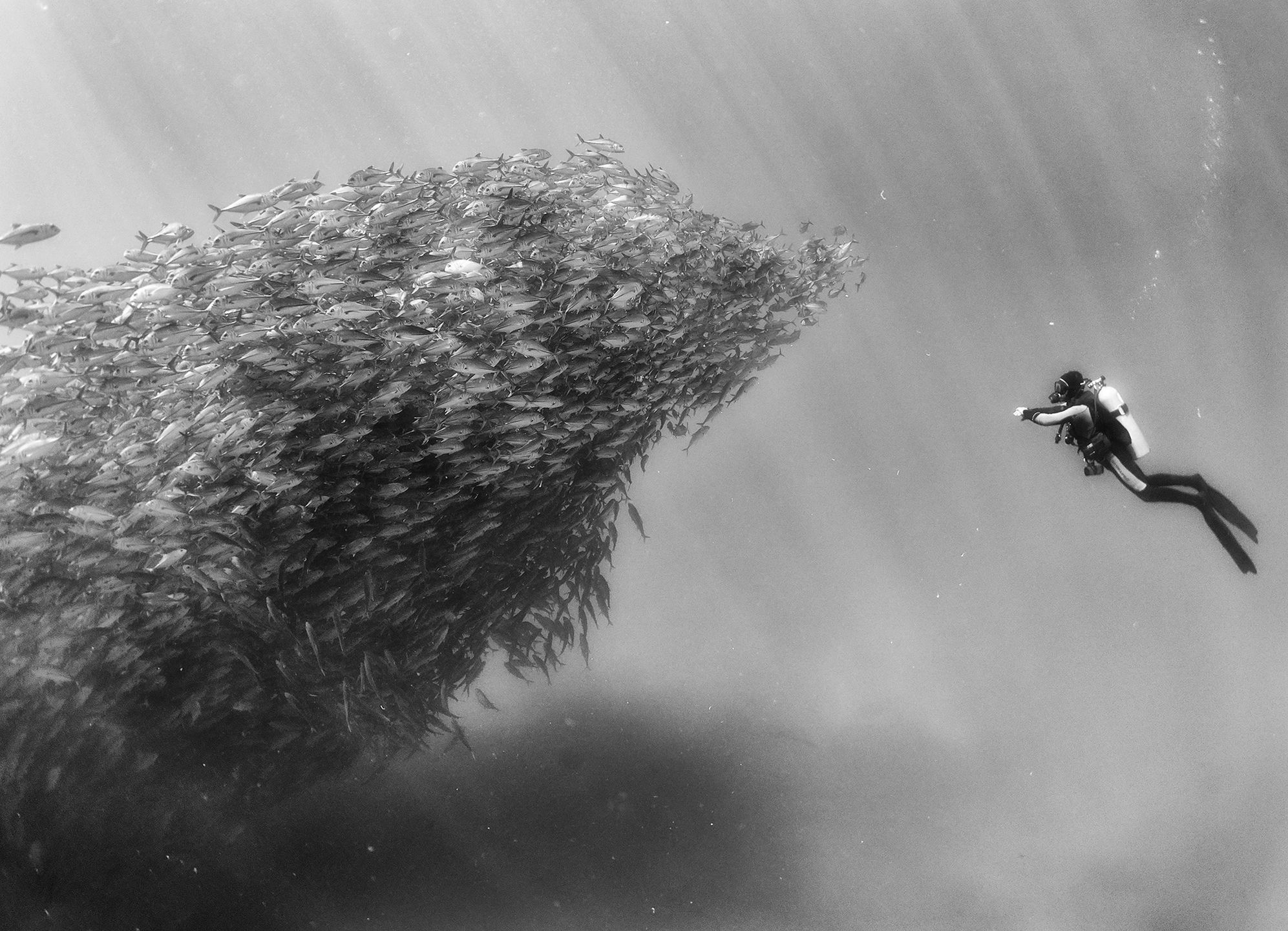 Piękno głębin oceanu pokazane w czerni i bieli 4