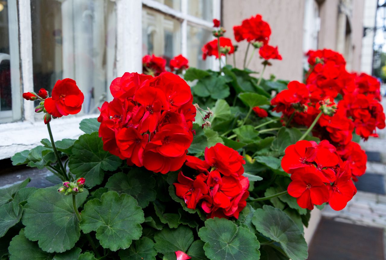 Homemade fertilizer for geraniums