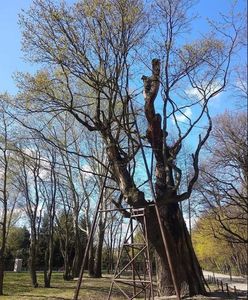 Warszawa. Dąb Mieszko I pomimo podpalenia wypuścił zielone liście