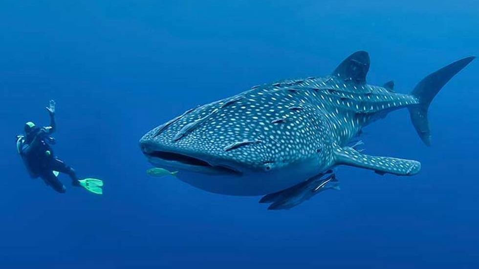 Bliskie spotkanie z rekinem wielorybim. Tego nie da się zapomnieć! 1