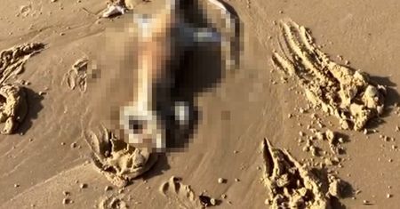 "Kosmita" z australijskiej plaży. Głos zabrał profesor z Queensland