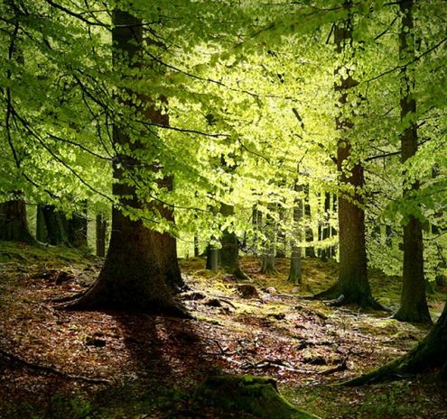 Wiosna, nareszcie wiosna! - zobacz 15 wiosennych fotografii 9