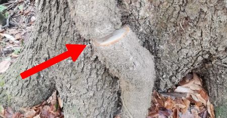 Oburzające zdjęcie z Trójmiasta. "Podłość ludzka nie zna granic"