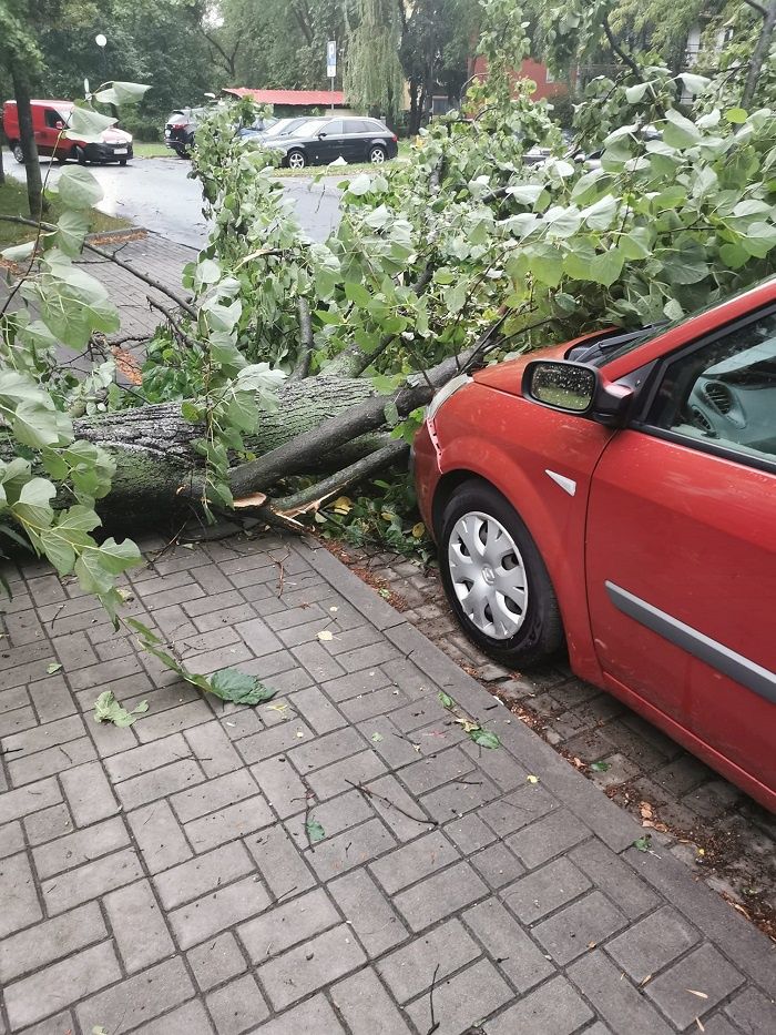 Powalone drzewo uszkodziło zaparkowane auto na ul. Radości