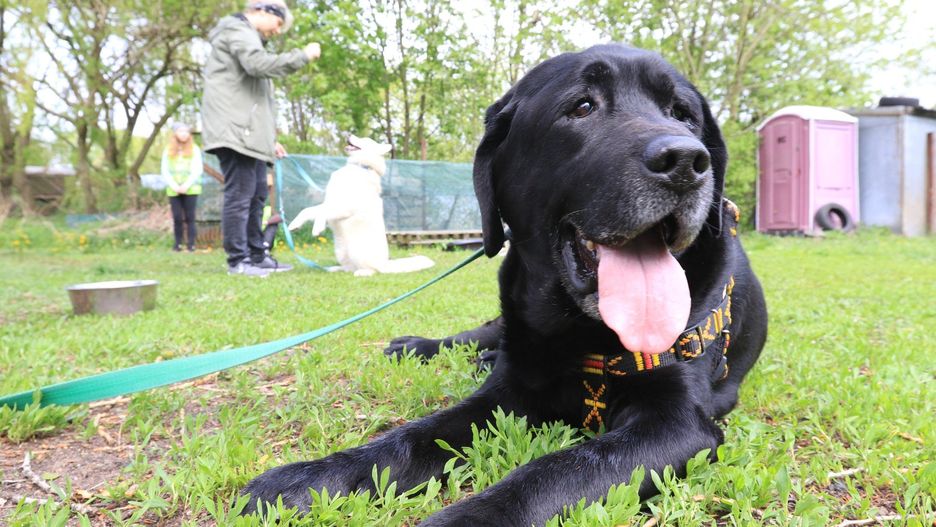 Gdzie zgłaszać błąkające się czworonogi?
