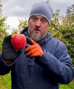 Sadownik pokazał, jak market zarabia za jabłkach. Tak rodzi się nowy trend - samozbiory