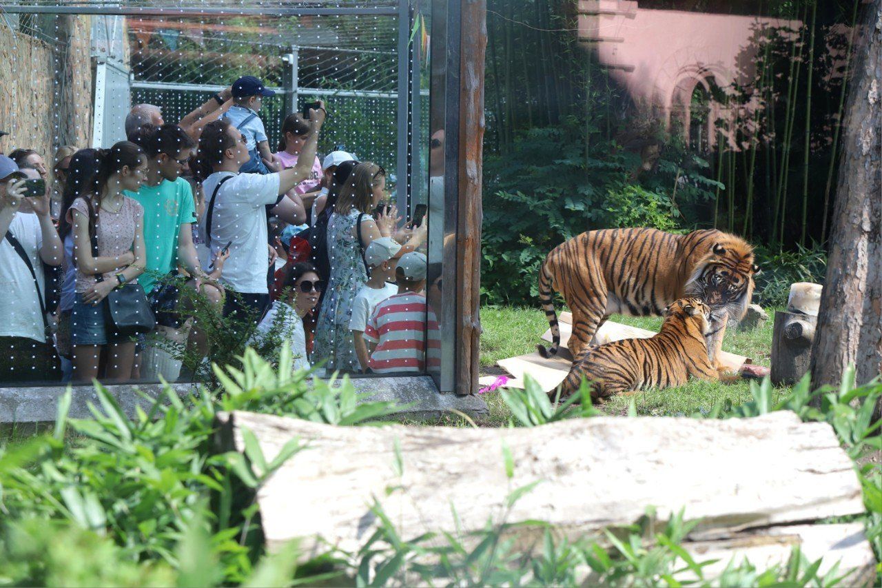 Wrocław: Wielka impreza urodzinowa tygrysów w Zoo