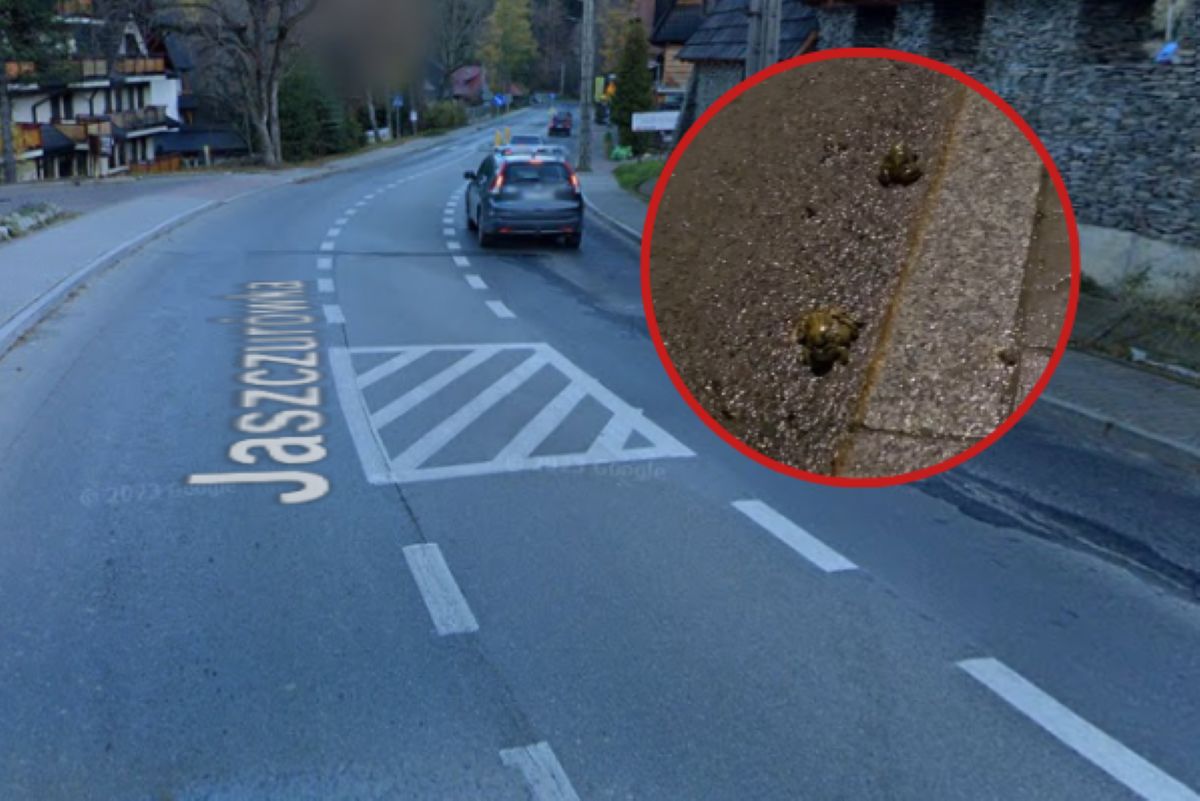 Akcja na Jaszczurówce. Wolontariusze pomagają żabom pokonać ulicę