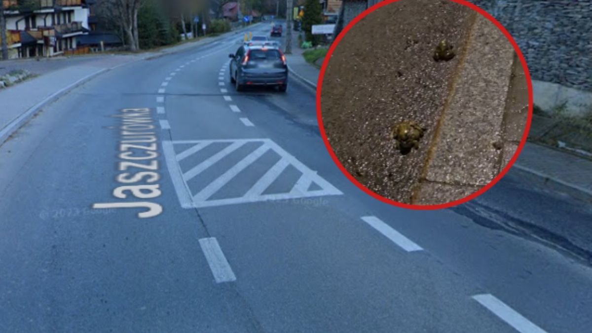 Żaby giną na drogach. Wolontariusze starają się im pomóc