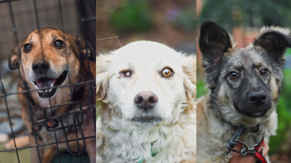 Ekostraż od 14 lat działa dla dobra zwierząt