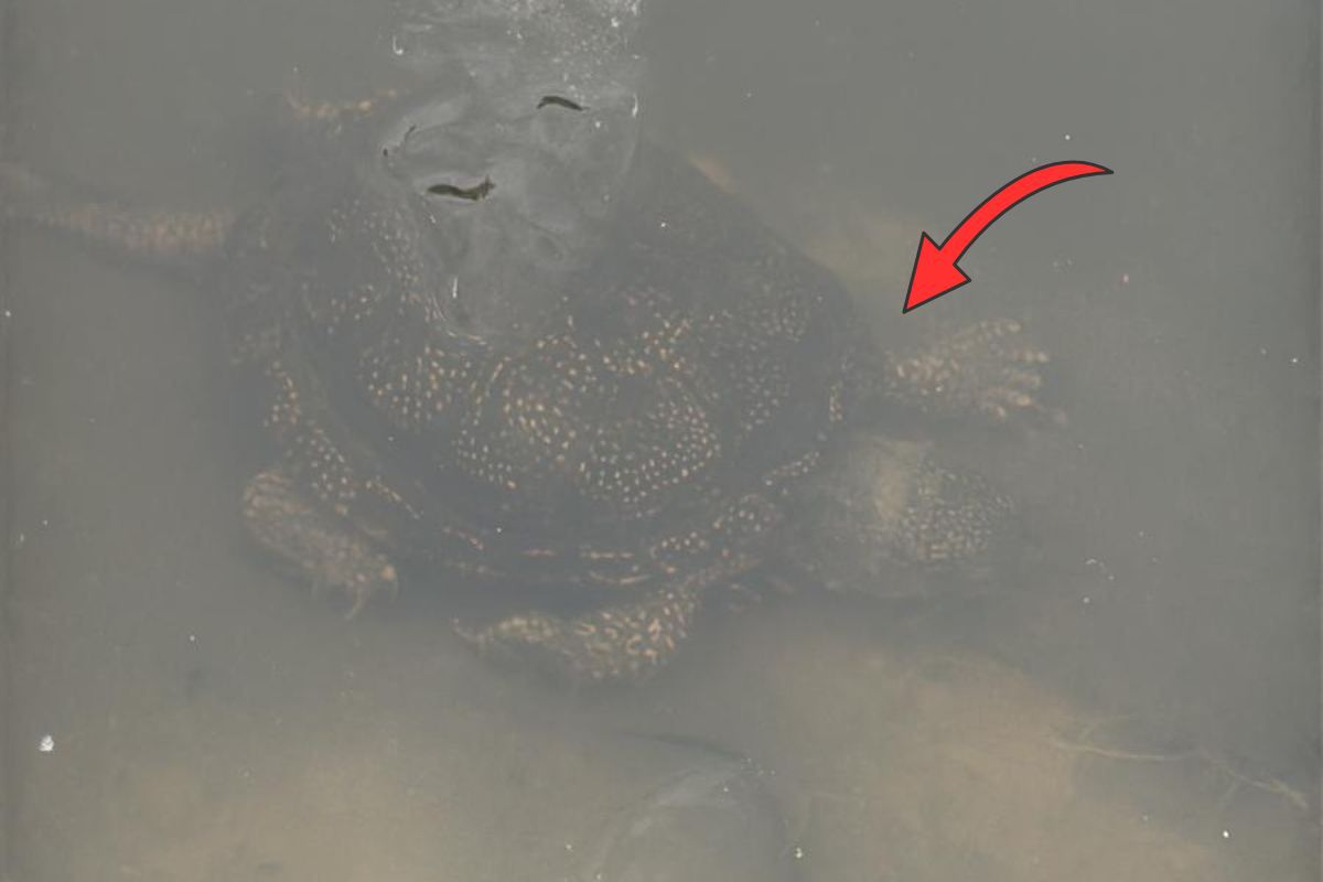 Leśnicy aż przecierali oczy. Niebywałe, kto się pojawił. "Wypływają"