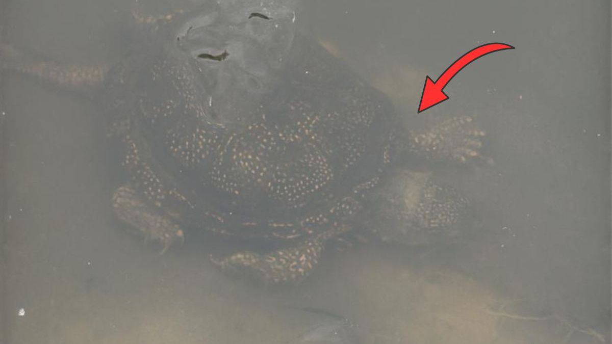 Gdy tylko odtajało, las się odezwał