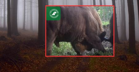 Fotopułapka nagrała porachunki. "Kawy pić nie trzeba, żeby się rozbudzić"