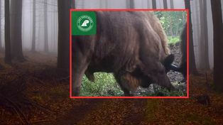 Fotopułapka nagrała porachunki. "Kawy pić nie trzeba, żeby się rozbudzić"