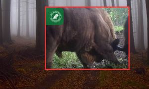 Fotopułapka nagrała porachunki. "Kawy pić nie trzeba, żeby się rozbudzić"