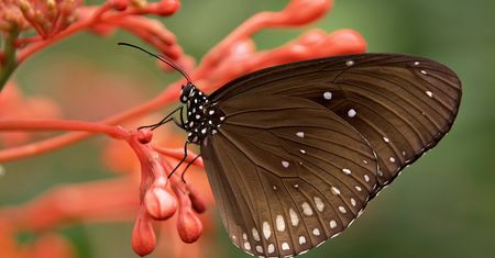 Co to jest focus stacking i jak działa w smartfonie?