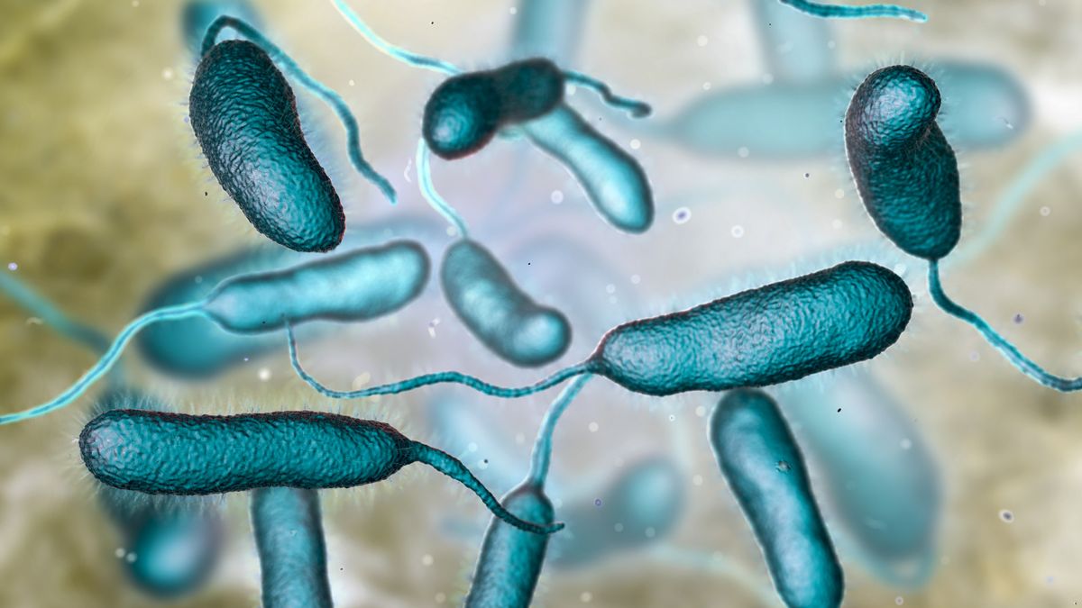 30-latek zakaził się mięsożerną bakterią Vibrio vulnificus 