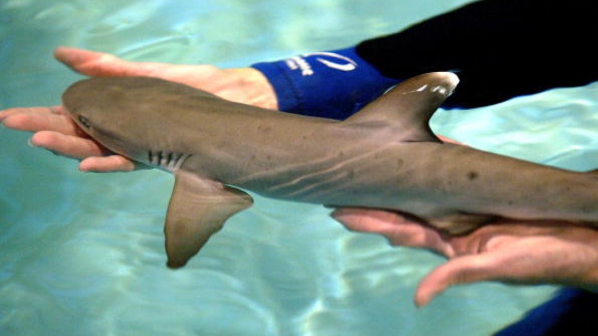 W akwarium od dekady mieszkały dwie samice. Mimo tego jedna zaszła w ciążę i urodziła młode 