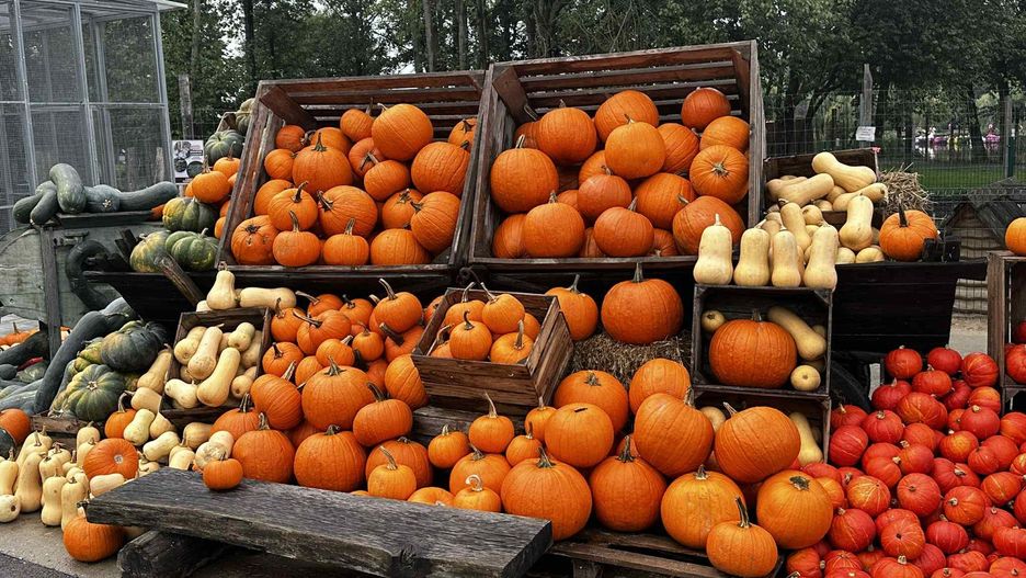 Miejska Farma Dyń w Krakowie rusza już 12 września.