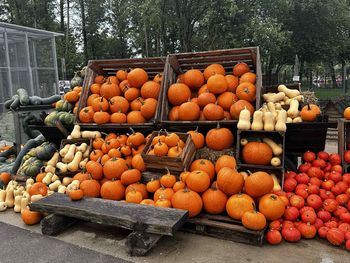 Kraków: Miejska Farma Dyń otwiera się 12 września