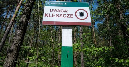 Kleszcze już atakują. Jak chronić się przed kleszczowym zapaleniem mózgu?