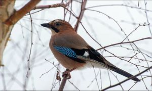 Sójki są wyjątkowo inteligentne. Mają "ludzką" ceche