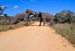 Nagle rzuciły się sobie do gardeł. Turysta nagrał walkę słoni