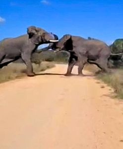 Nagle rzuciły się sobie do gardeł. Turysta nagrał walkę słoni