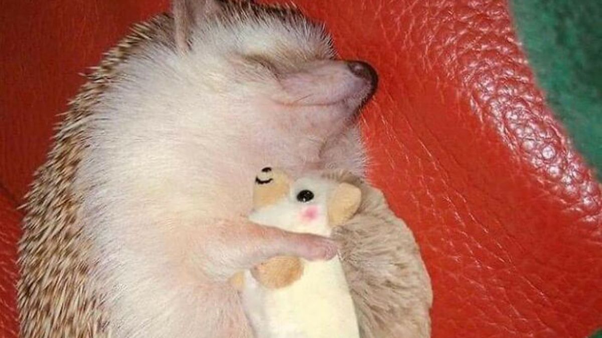 Zwierzęta jesienią są doskonałym tematem do fotografowania 1