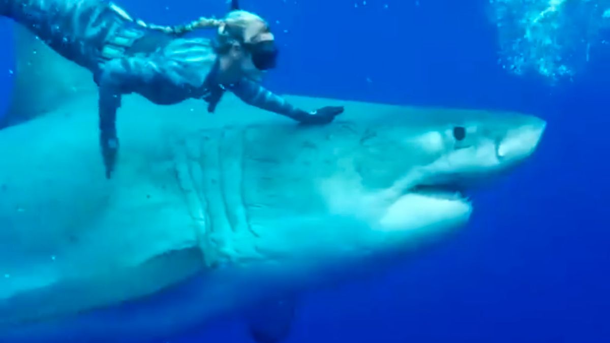 Największy na świecie żarłacz biały ma 50 lat, 7 metrów i waży 2,5 tony 1