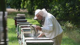 Resort klimatu kontra pszczelarze. Potrzeba więcej roślin miododajnych
