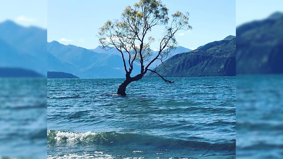 Najpopularniejsze drzewko na Instagramie zniszczone. Wandale użyli piły 1