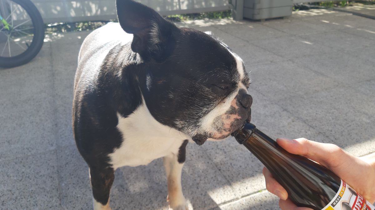 Tołdi przetestował piwo dla psów. 