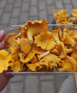 Cena kurek 2022 bije rekordy. Ile kosztują w sierpniu?