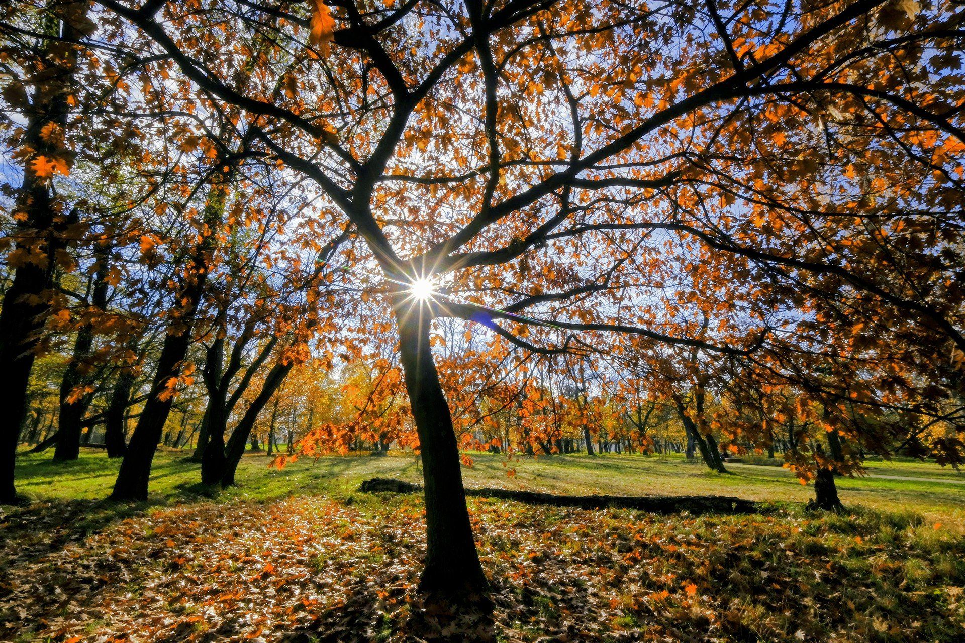 Pogoda na długi listopadowy weekend. Wszyscy liczą na &#34;złotą polską jesień&#34;