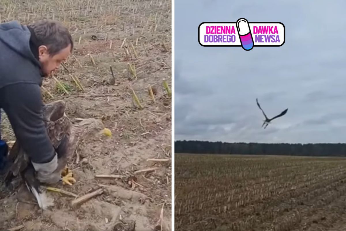 Kolejny bielik uratowany. Ptak wrócił na wolność. Leśnik: był zatruty