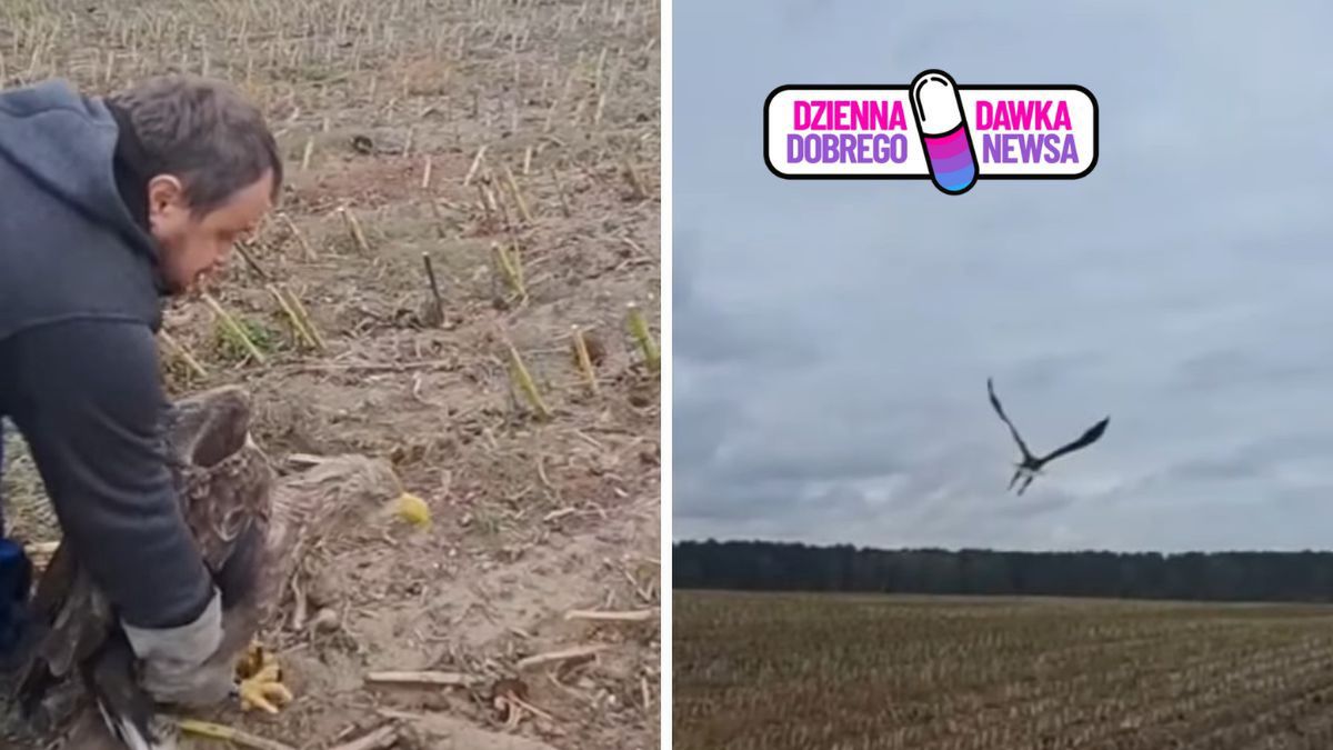 Kolejny bielik uratowany. Ptak odzyskał siły i wrócił na wolność