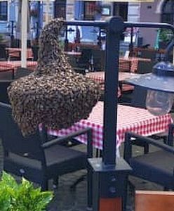 Warszawa. Niecodzienni goście na Starówce. Rój pszczół na ogródku restauracyjnym