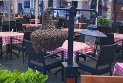 Warszawa. Niecodzienni goście na Starówce. Rój pszczół na ogródku restauracyjnym