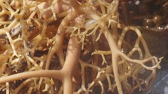 Mikrogąbki, które mogą uratować życie 1