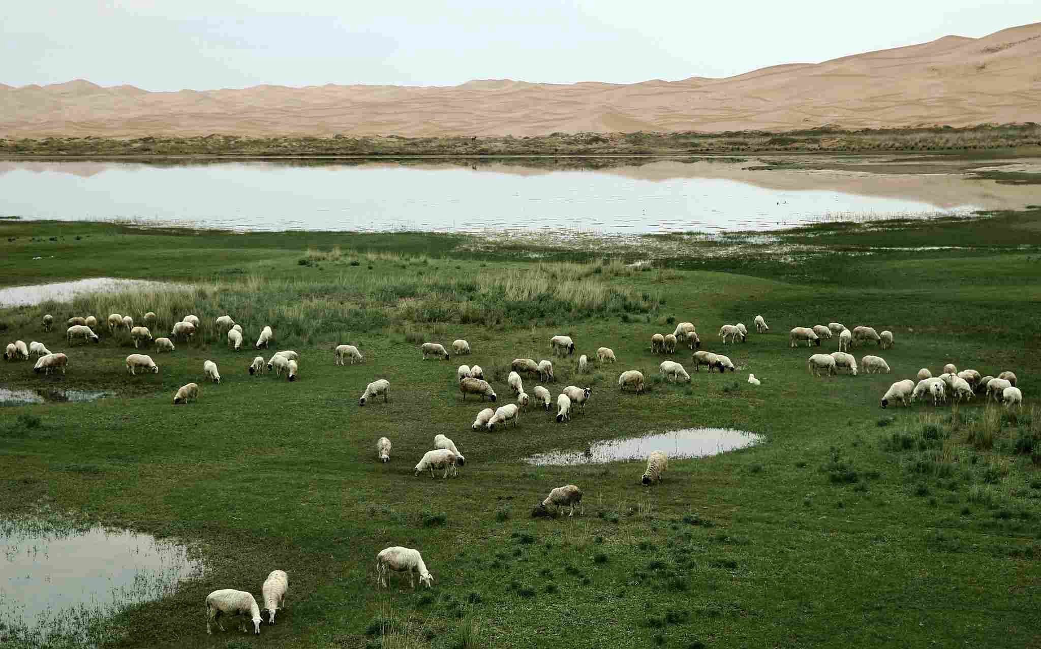 Mokradła w Alashan, w Mongolii Wewnętrznej w Chinach
